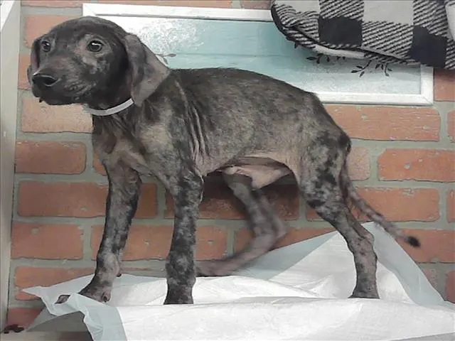 Adoptable Dog