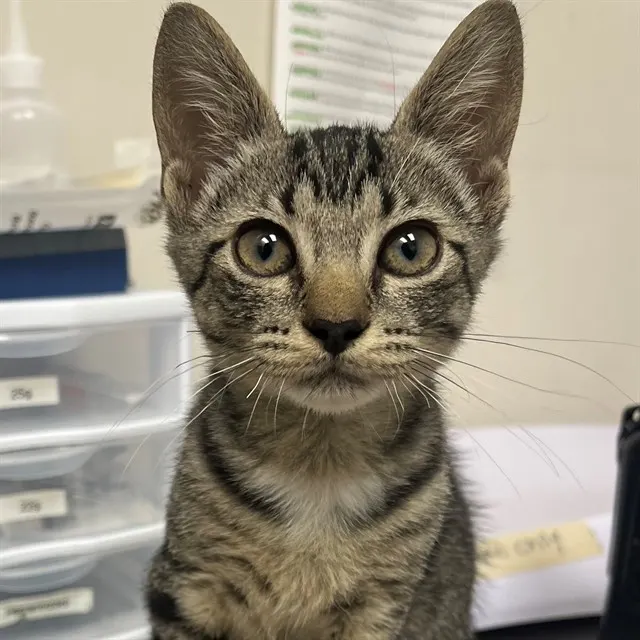 Adoptable Cat
