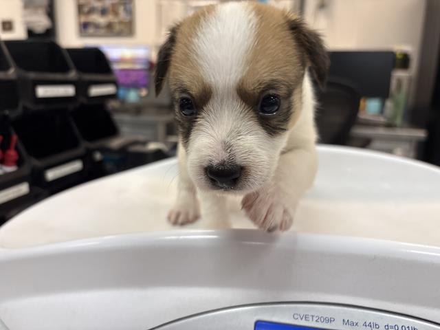 Adoptable Dog