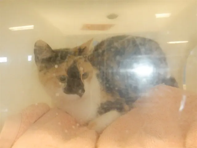 Adoptable Cat