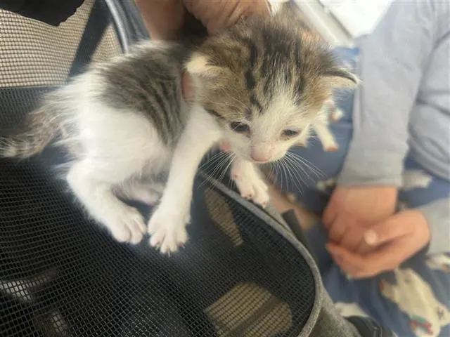 Adoptable Cat