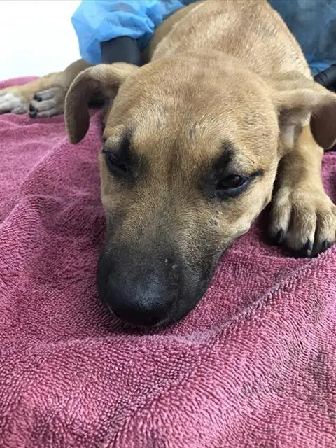 Adoptable Dog