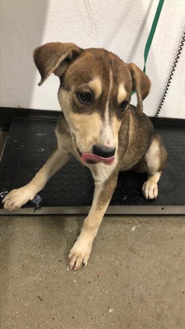 Adoptable Dog