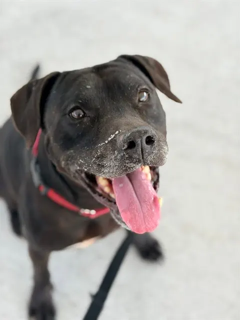 Klaus