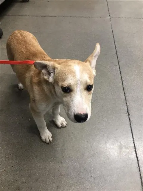 Adoptable Dog