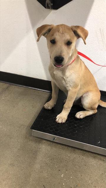 Adoptable Dog