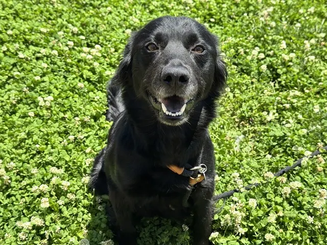 Echo