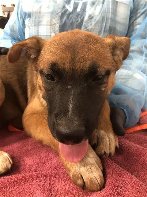 Adoptable Dog