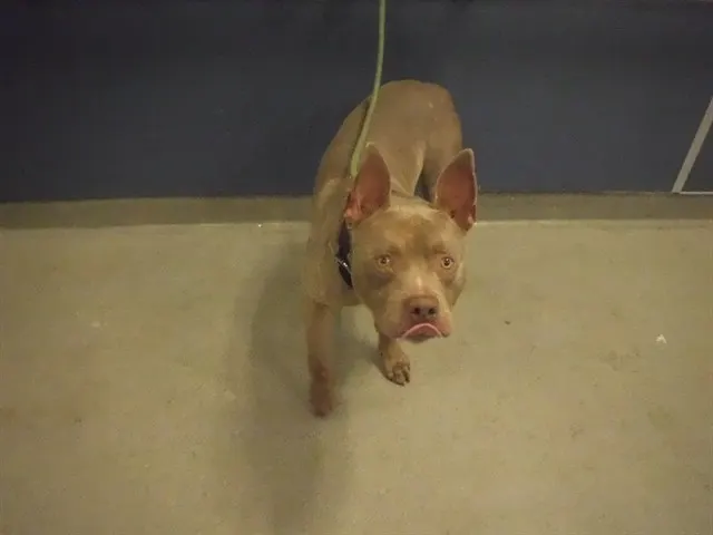 Axel