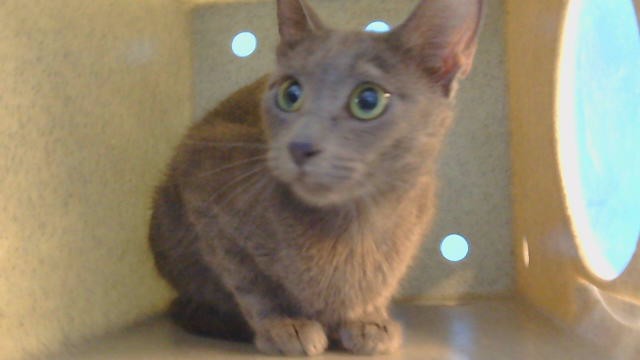 Chiquis