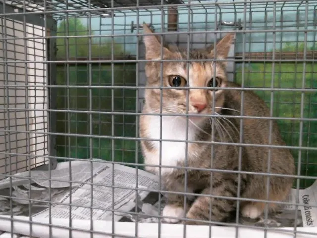 Adoptable Cat