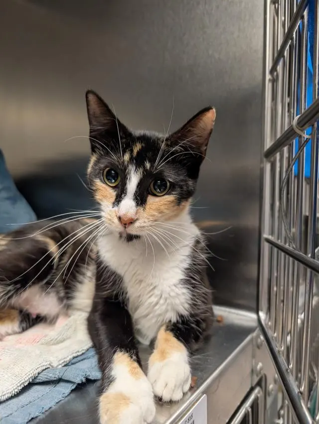 Adoptable Cat