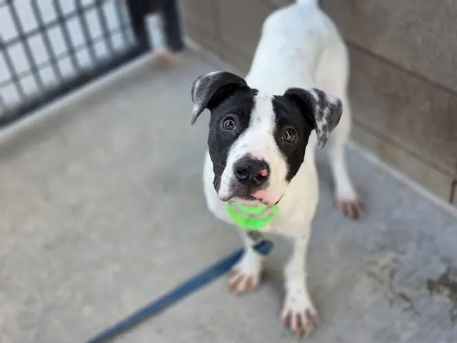 Archie