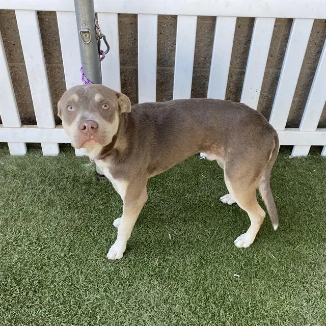 Adoptable Dog