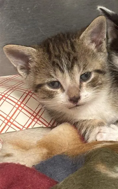 Adoptable Cat