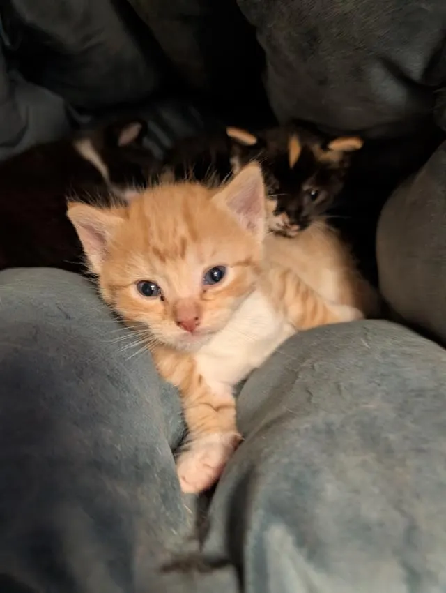 Adoptable Cat