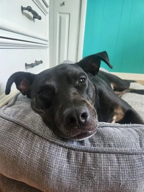 Layla