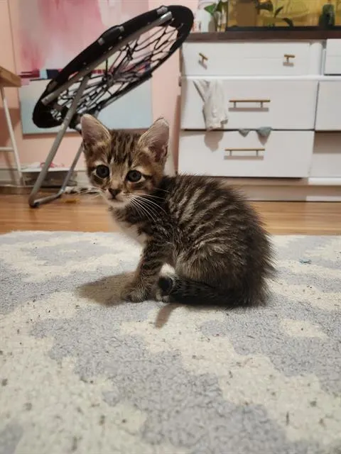 Prince