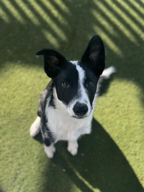 Turbo