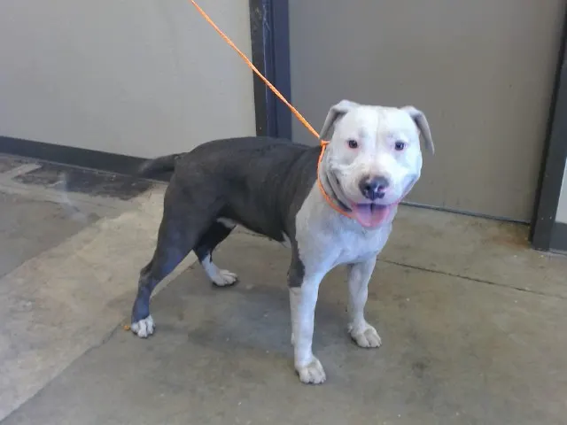 Stella