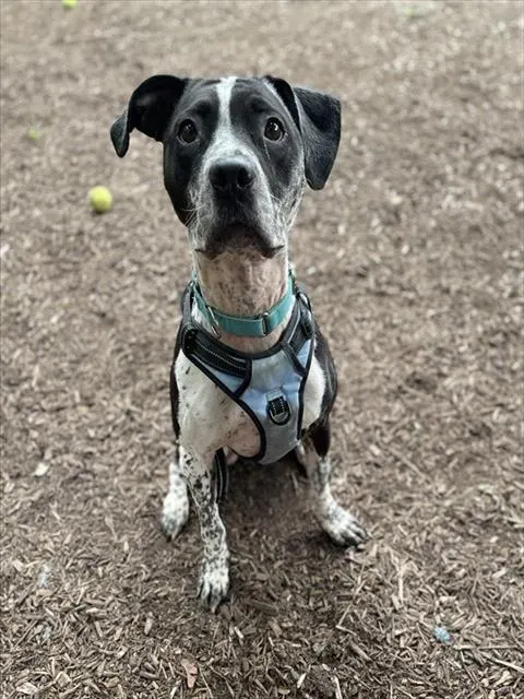 Odin