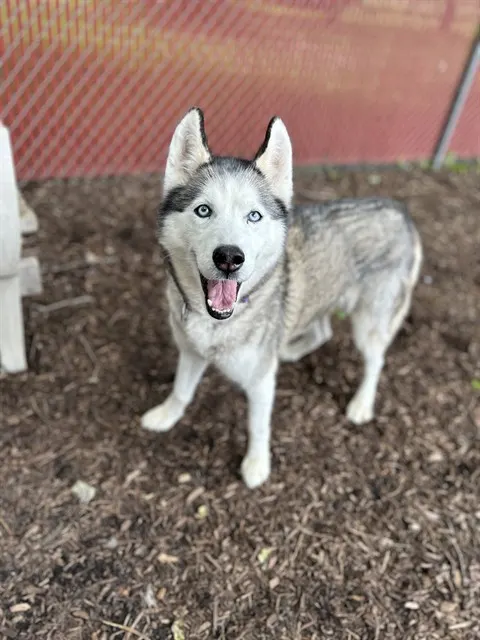 Comet