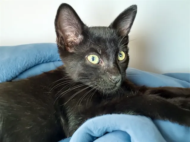George