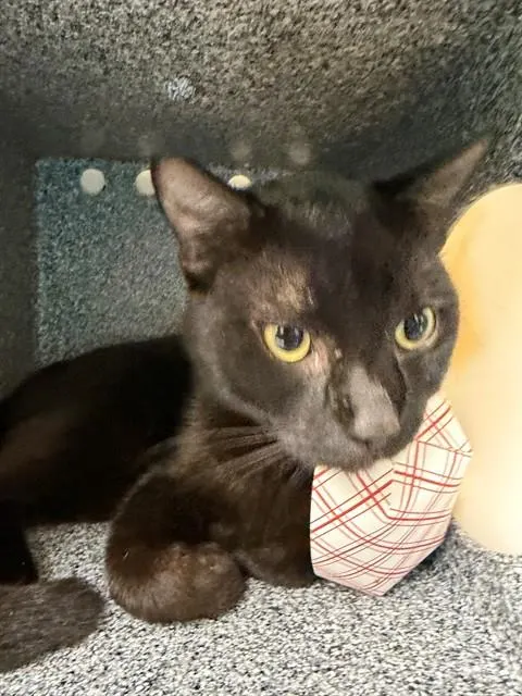 Sooty