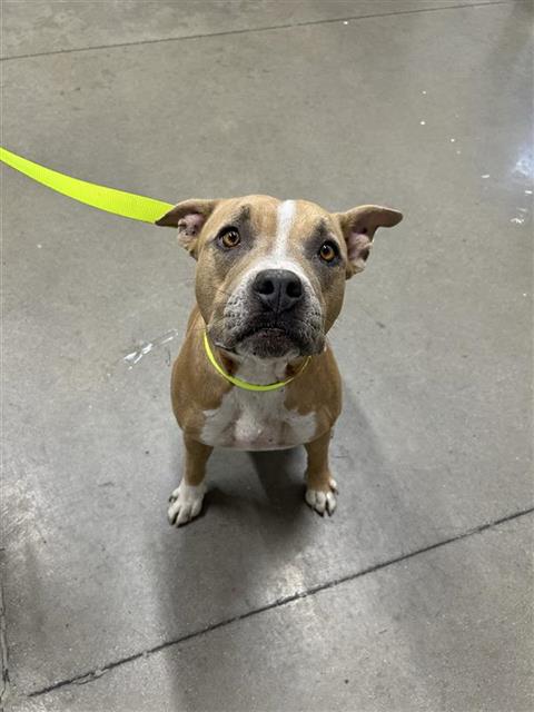 Adoptable Dog