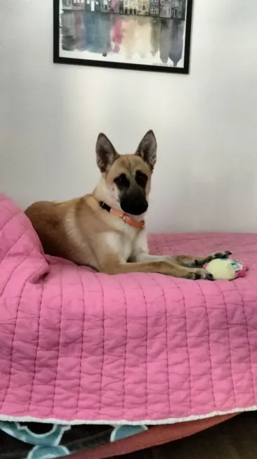 Nala