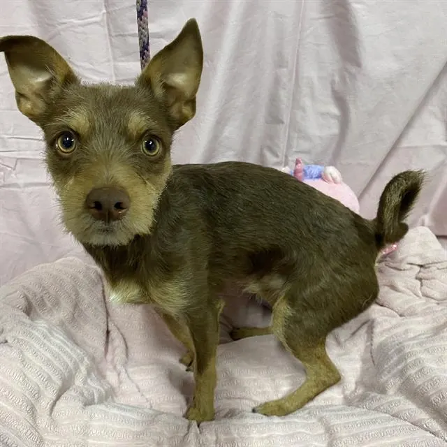 Adoptable Dog