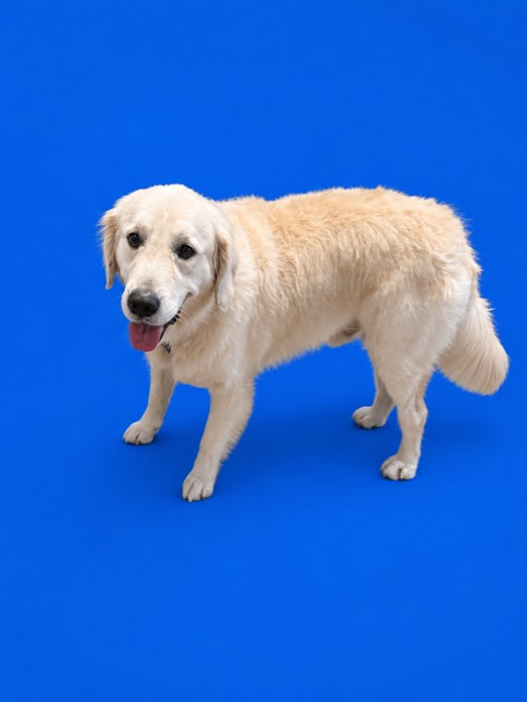 Sam