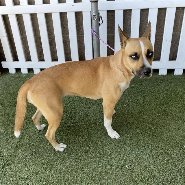 Adoptable Dog