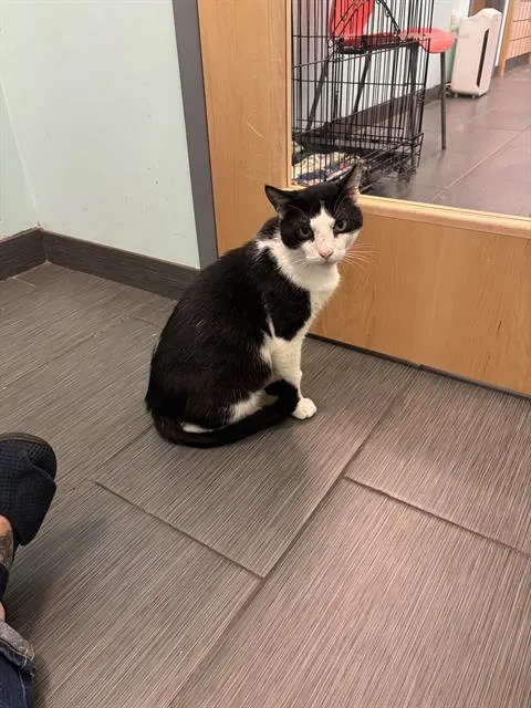 Zorro
