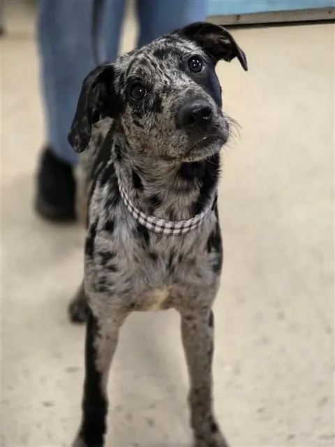 Adoptable Dog