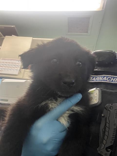 Scrappy Doo