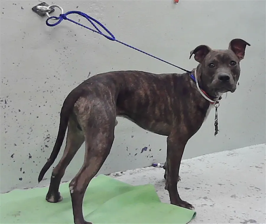 Adoptable Dog