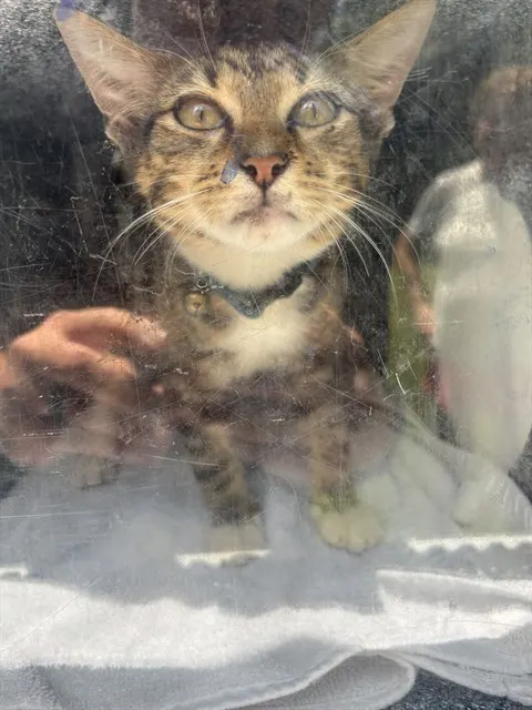 Adoptable Cat