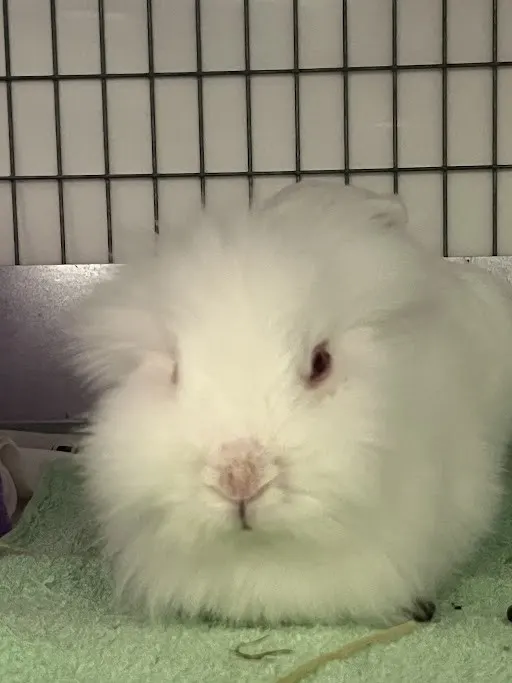 *Marshmellow