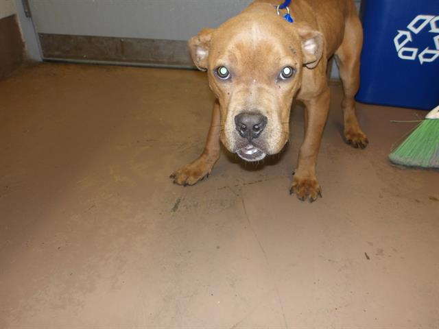 Adoptable Dog
