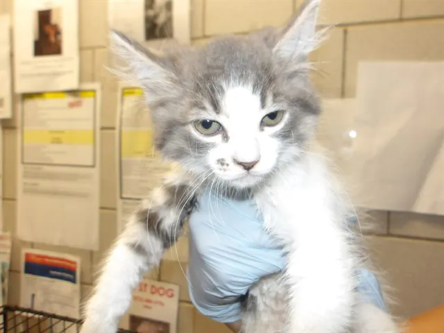 Adoptable Cat