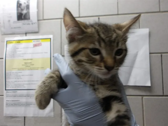 Adoptable Cat