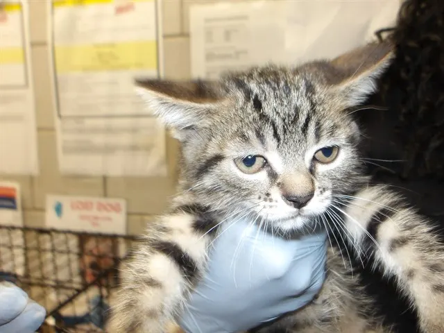 Adoptable Cat