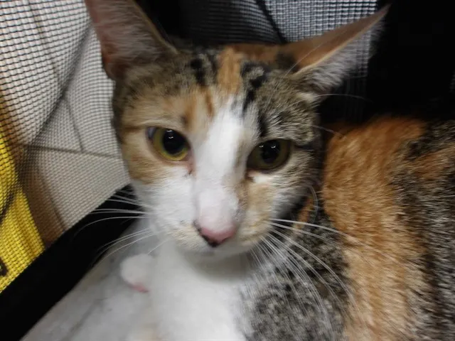 Adoptable Cat