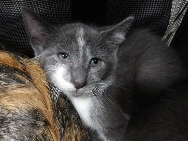 Adoptable Cat