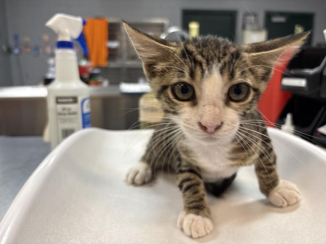 Adoptable Cat