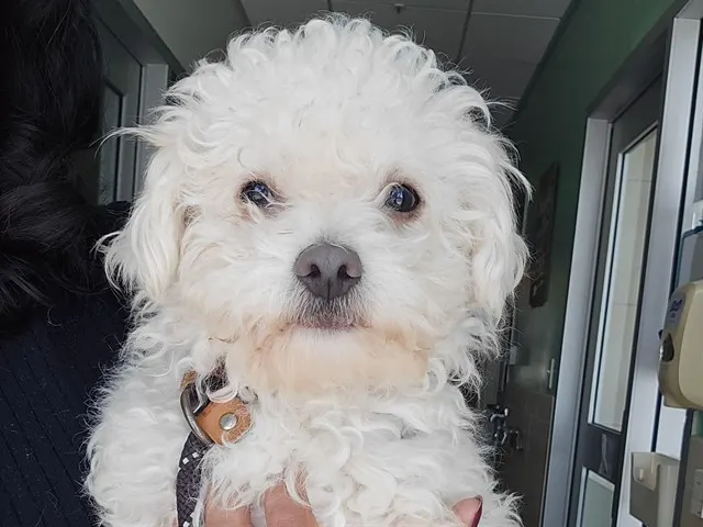Little Cloud