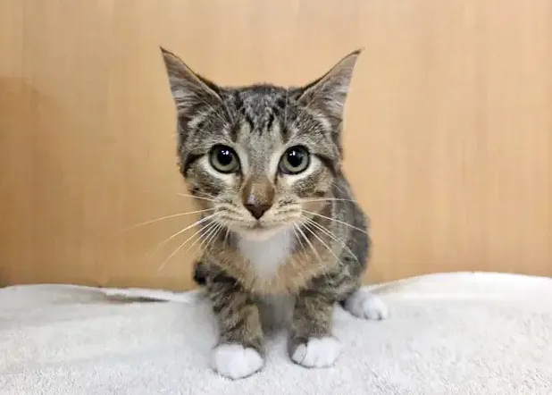 Jupiter