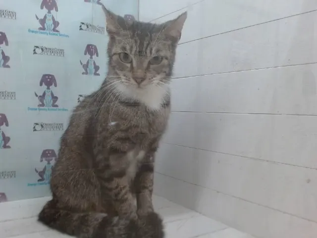 Adoptable Cat