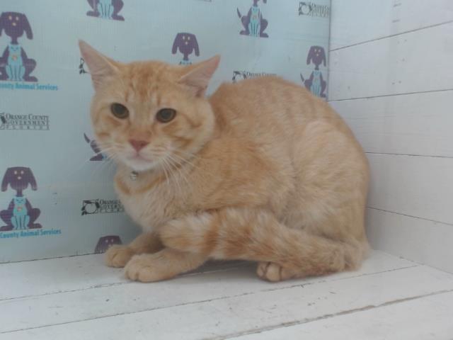 Garfield